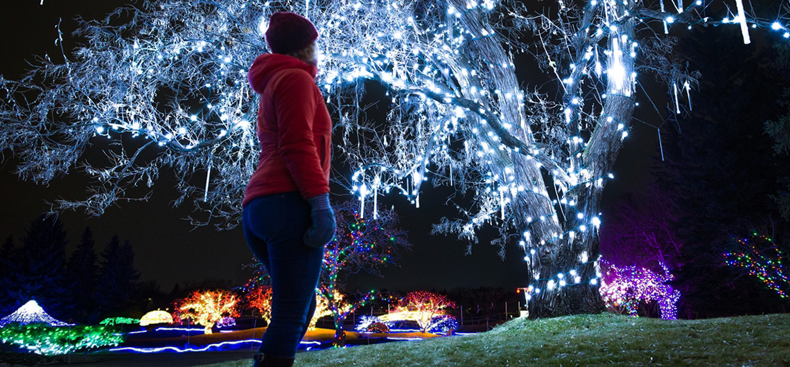 seasonal light display